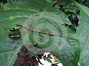 Guanacaste Walking Stick photo